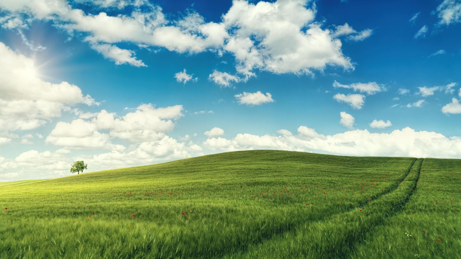 Sanft ansteigende grüne Wiese mit einzelnem Baum unter weitem blauem Himmel