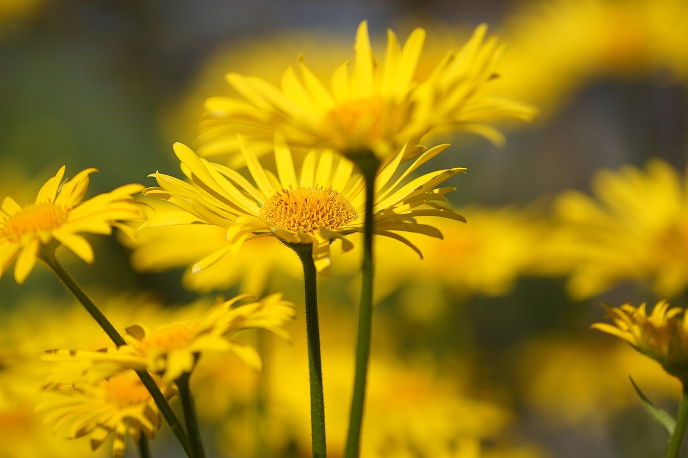 Gelb blühende Margeriten im Sonnenlicht